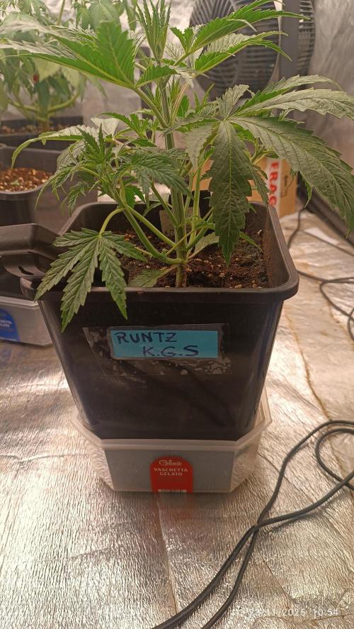 Runtz korngarden Shop. Week 3