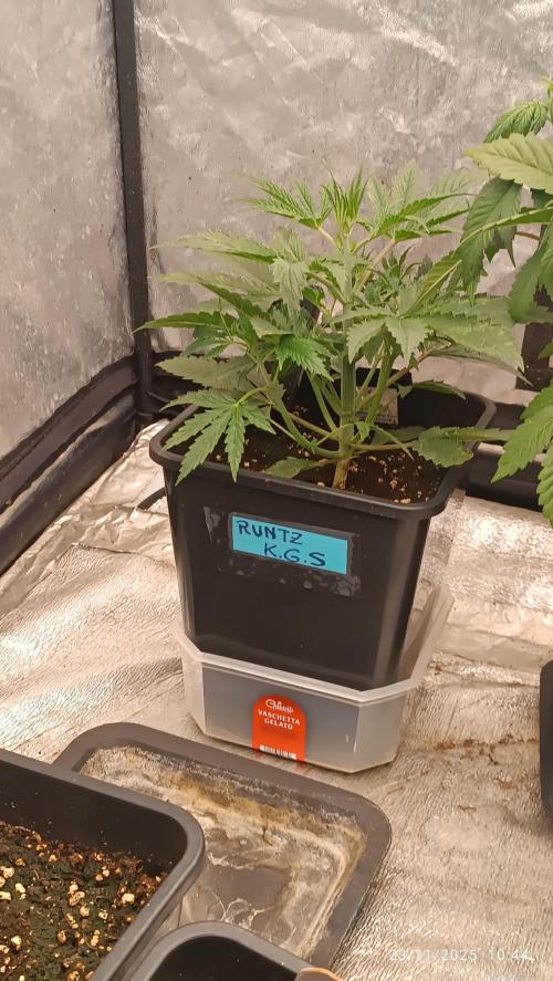 Runtz korngarden Shop. Week 3