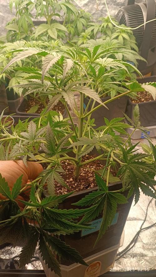 Runtz korngarden Shop. Week 3