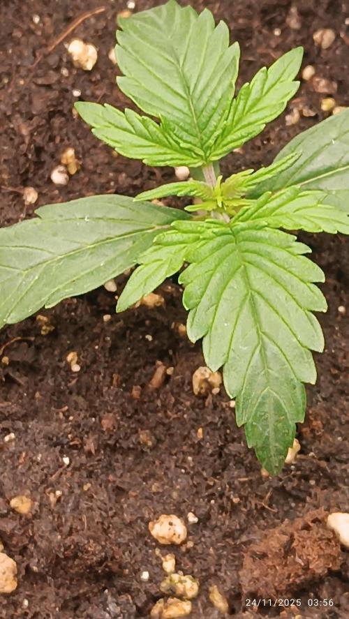 Prova nuova terapia CREAMZILLA. Week 2