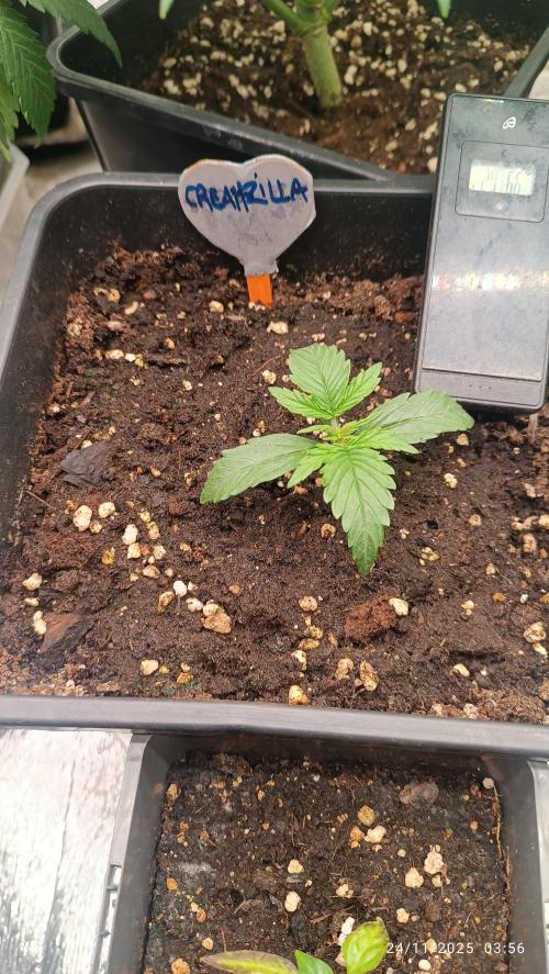 Prova nuova terapia CREAMZILLA. Week 2