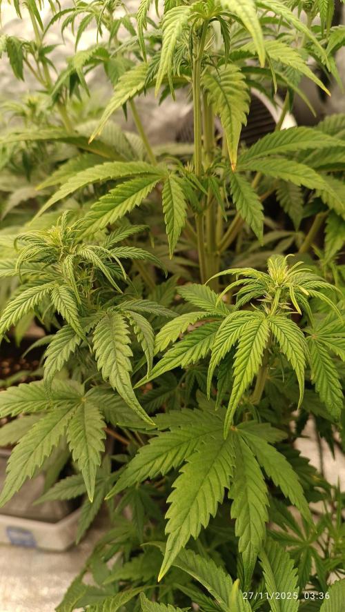 Frostbanger auto. Week 4