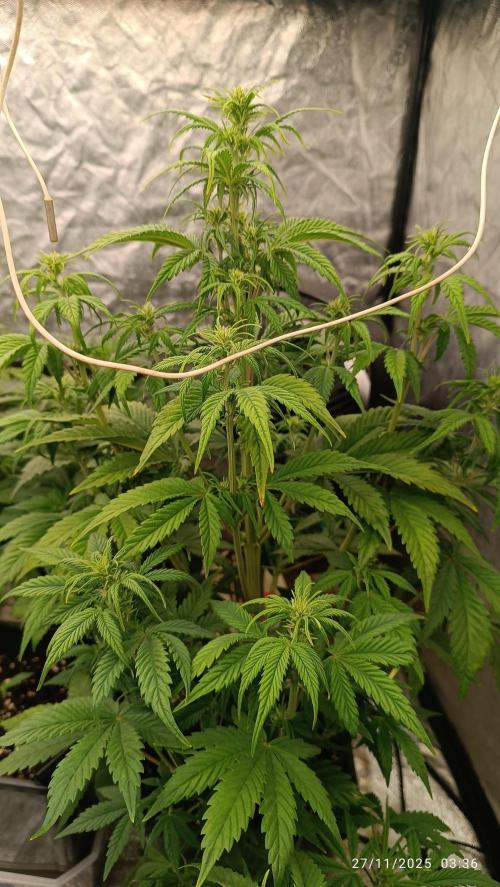 Frostbanger auto. Week 4