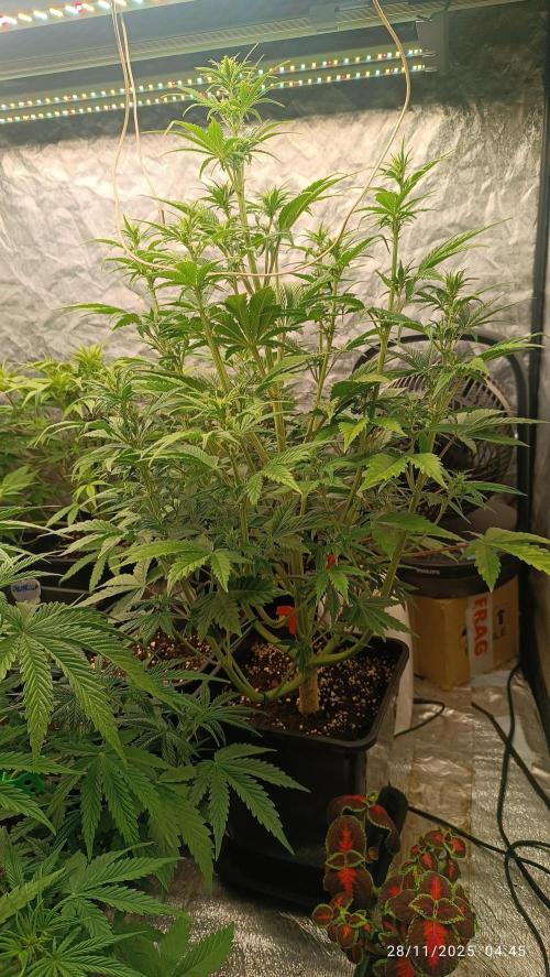 Frostbanger auto. Week 5