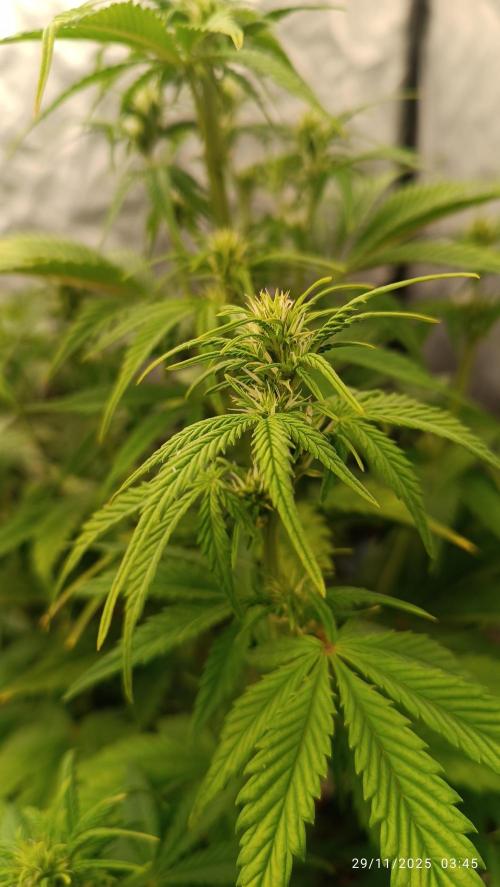 Frostbanger auto. Week 5