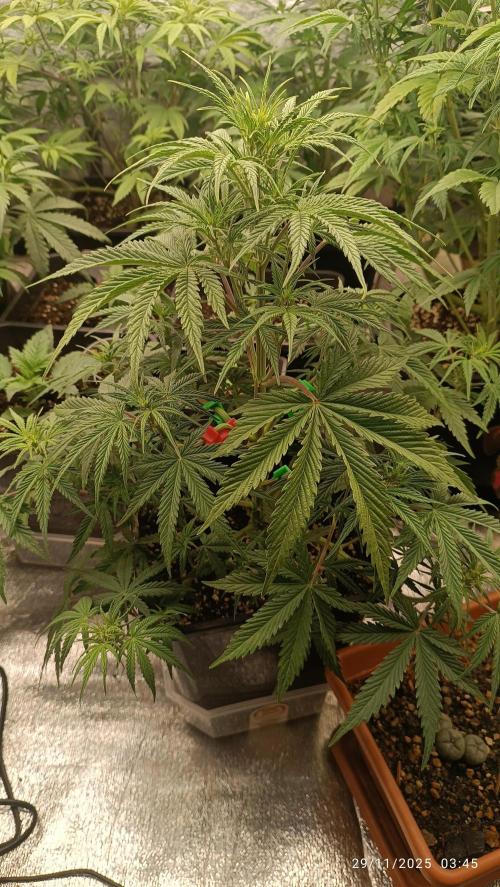 runtz auto fb&bf. Week 5