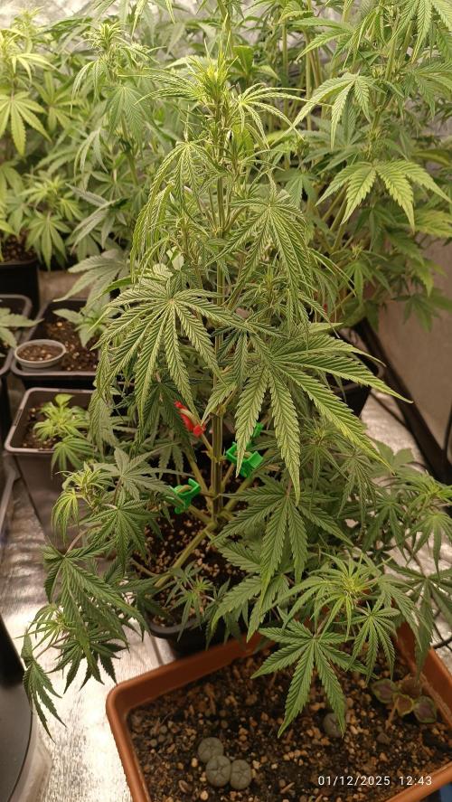 runtz auto fb&bf. Week 5