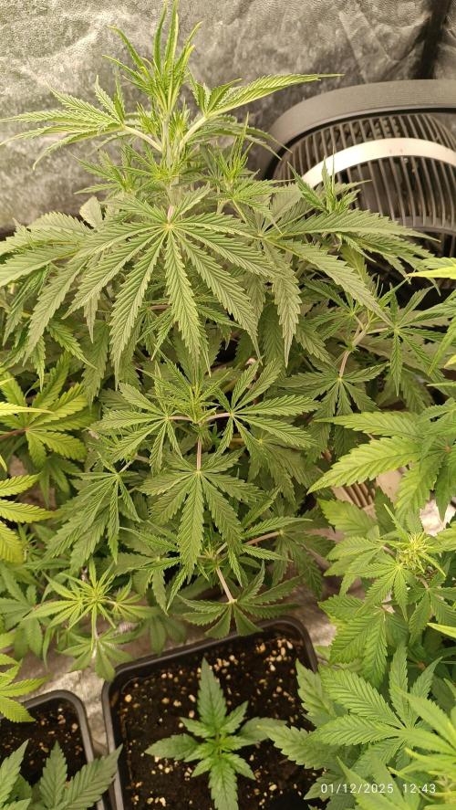 runtz auto fb&bf. Week 5