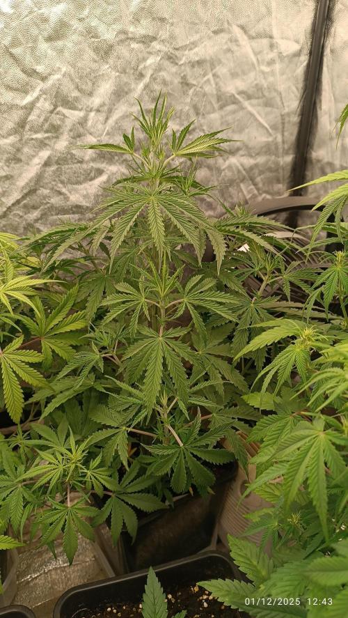 runtz auto fb&bf. Week 5