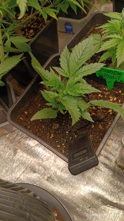 runtz auto fb&bf. Week 5