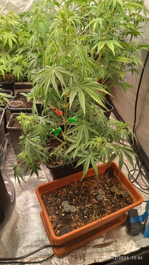 Frostbanger auto. Week 5