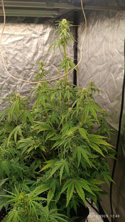 Frostbanger auto. Week 5