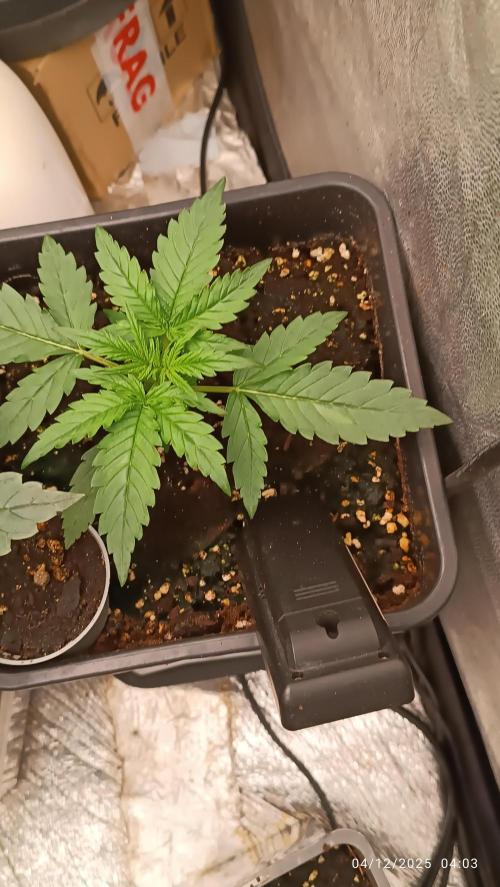 Prova nuova terapia CREAMZILLA. Week 3