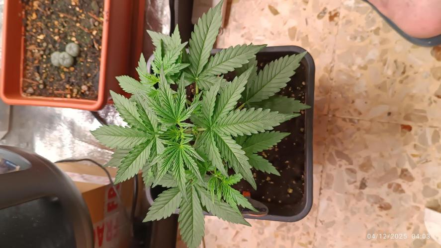 Prova nuova terapia CREAMZILLA. Week 3