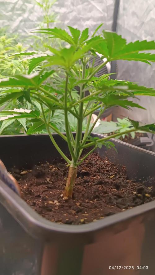 Prova nuova terapia CREAMZILLA. Week 3