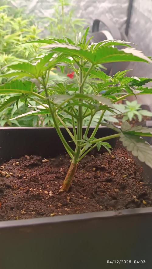 Prova nuova terapia CREAMZILLA. Week 3