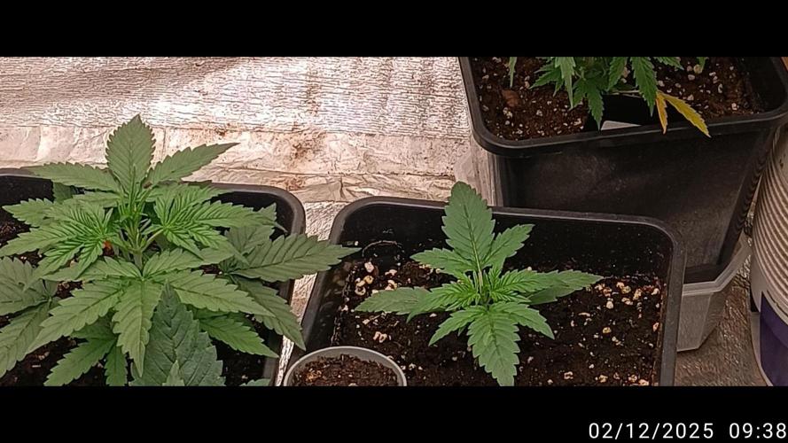 Prova nuova terapia CREAMZILLA. Week 3