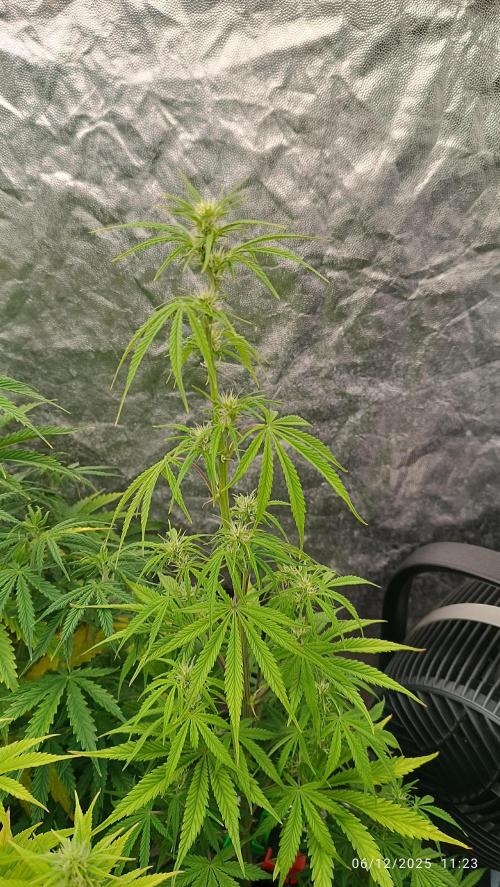 runtz auto fb&bf. Week 6