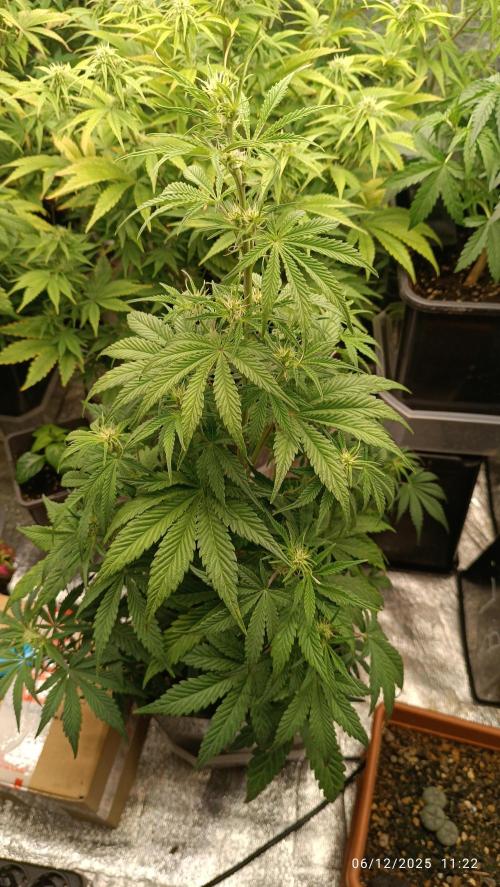 runtz auto fb&bf. Week 6