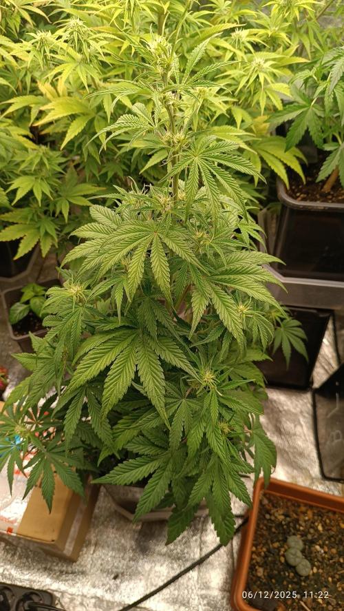 runtz auto fb&bf. Week 6