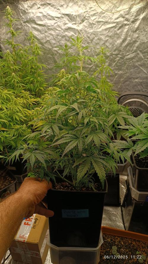 runtz auto fb&bf. Week 6