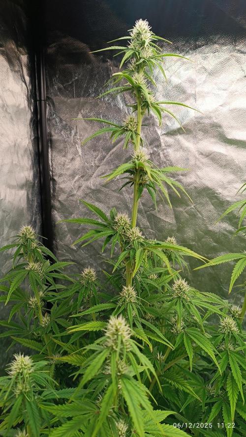 Frostbanger auto. Week 6