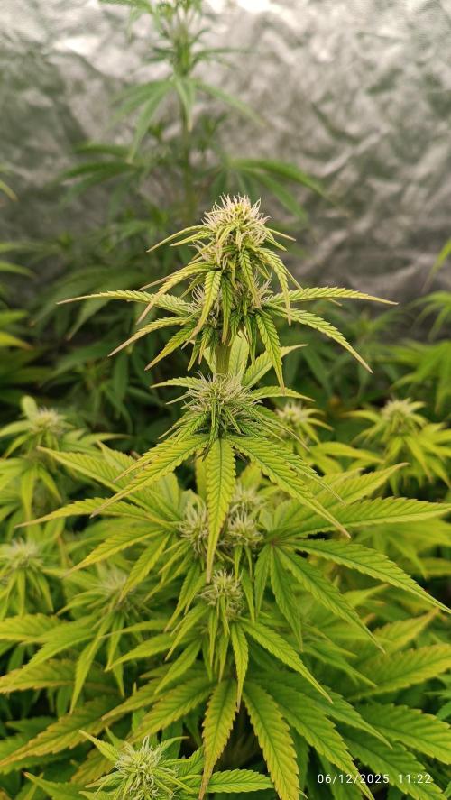 Frostbanger auto. Week 6