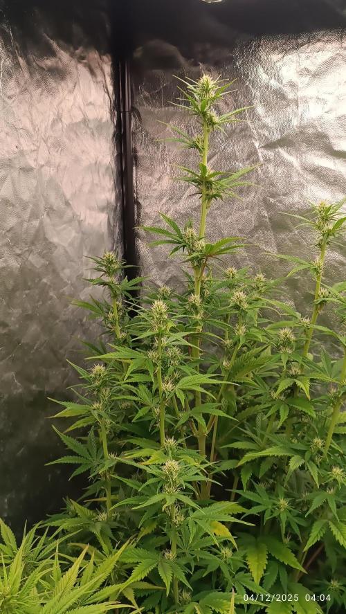 Frostbanger auto. Week 6