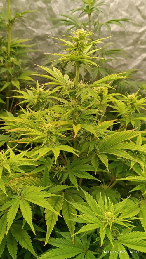 Frostbanger auto. Week 6