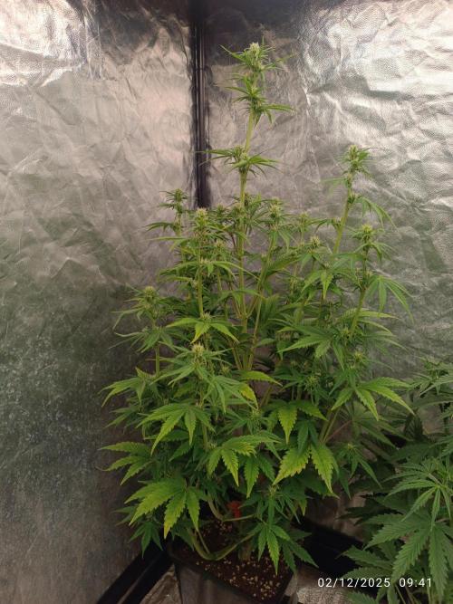 Frostbanger auto. Week 6