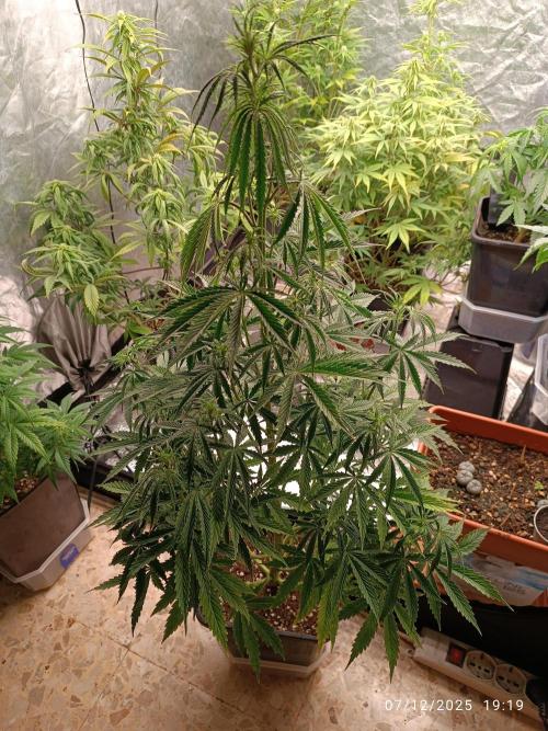 Runtz korngarden Shop. Week 5