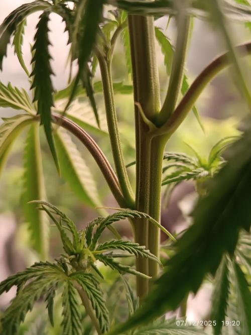 Runtz korngarden Shop. Week 5