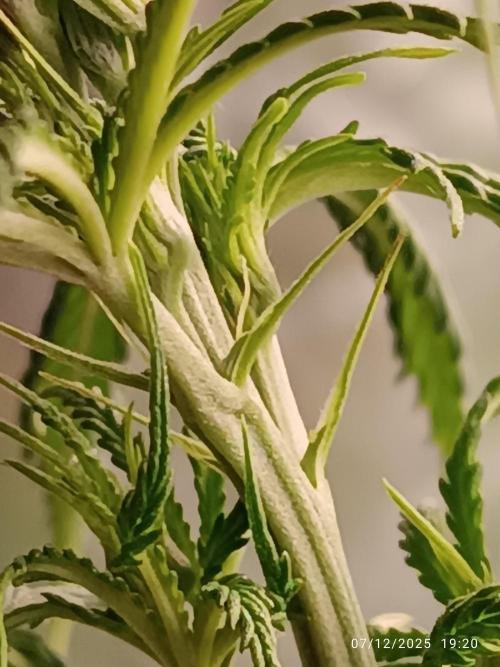 Runtz korngarden Shop. Week 5