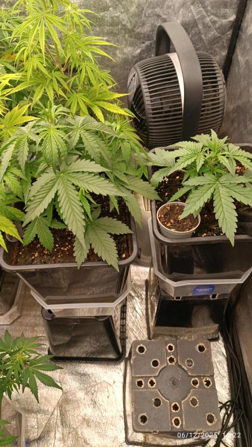 Prova nuova terapia CREAMZILLA. Week 4