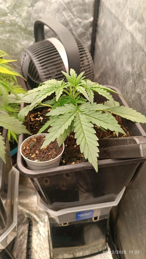 Prova nuova terapia CREAMZILLA. Week 4