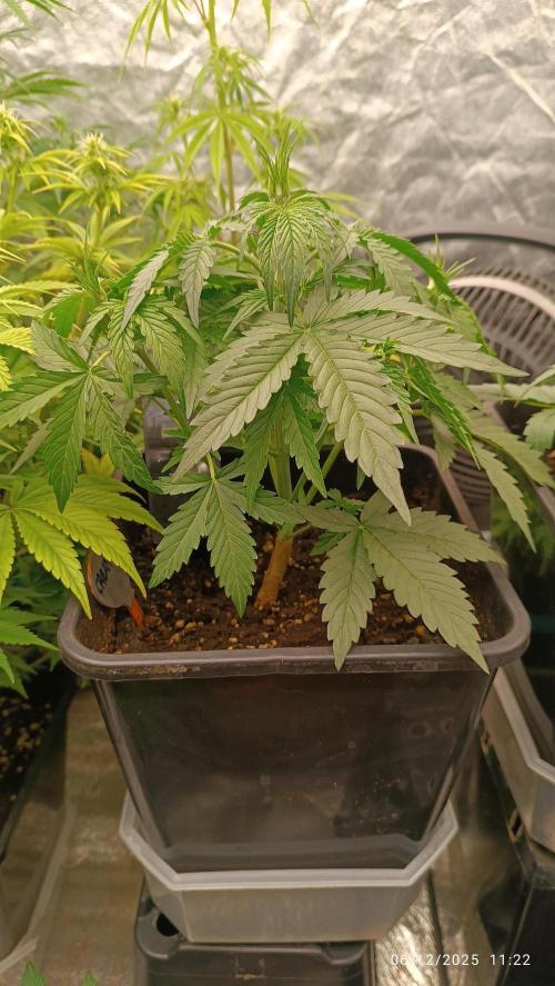 Prova nuova terapia CREAMZILLA. Week 4