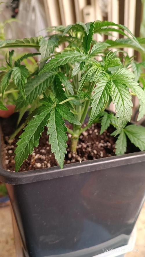 Prova nuova terapia CREAMZILLA. Week 4