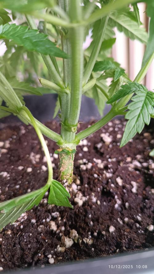 Prova nuova terapia CREAMZILLA. Week 4