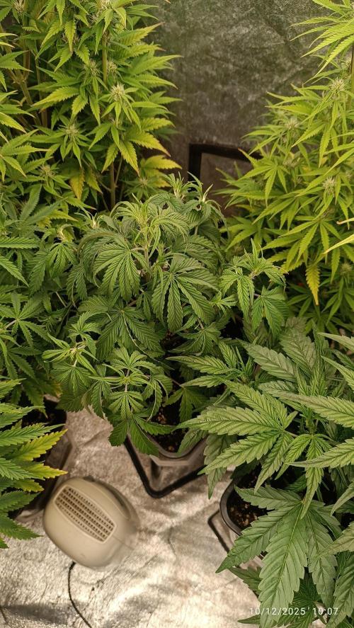 Prova nuova terapia CREAMZILLA. Week 4