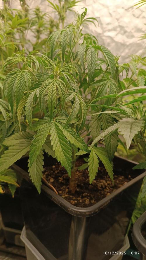 Prova nuova terapia CREAMZILLA. Week 4