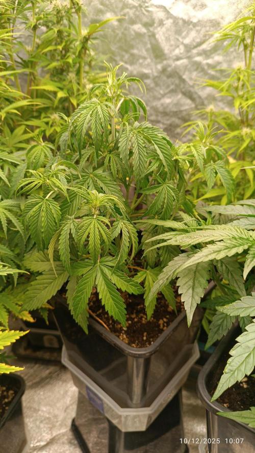 Prova nuova terapia CREAMZILLA. Week 4