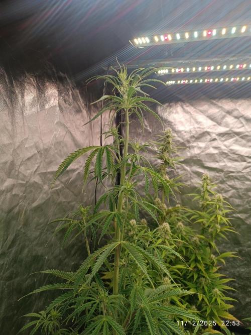 Runtz korngarden Shop. Week 6