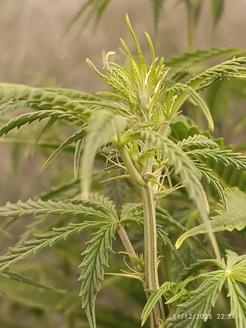 Runtz korngarden Shop. Week 6