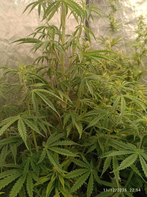 Runtz korngarden Shop. Week 6