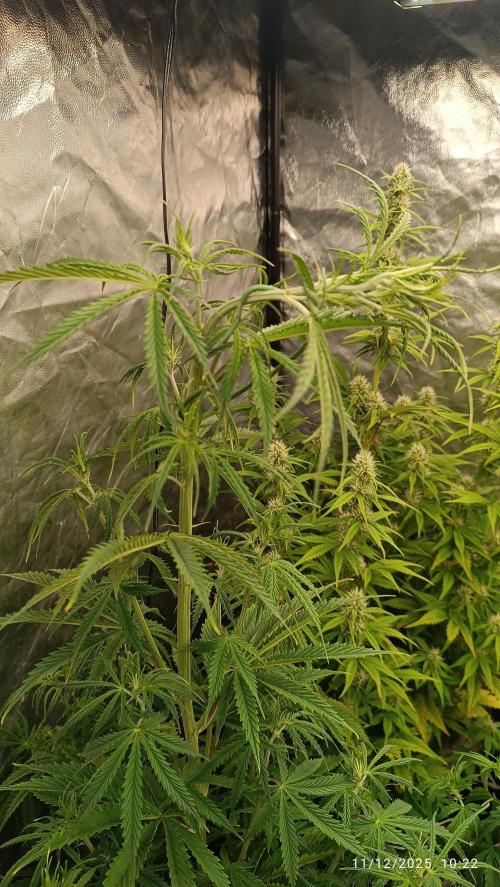 Runtz korngarden Shop. Week 6