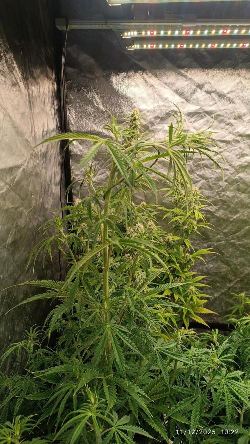 Runtz korngarden Shop. Week 6