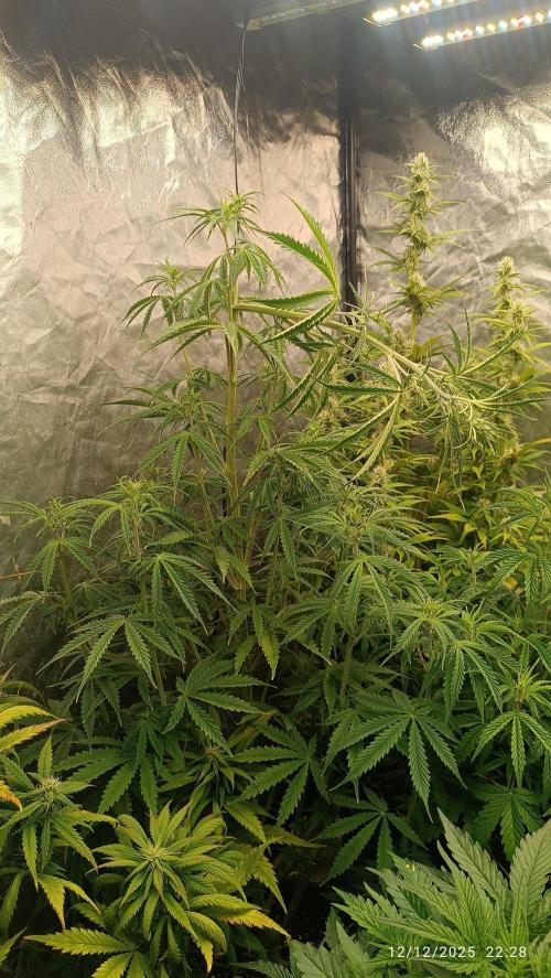 Runtz korngarden Shop. Week 6