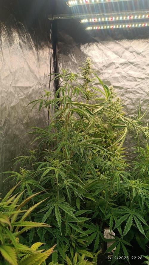 Runtz korngarden Shop. Week 6