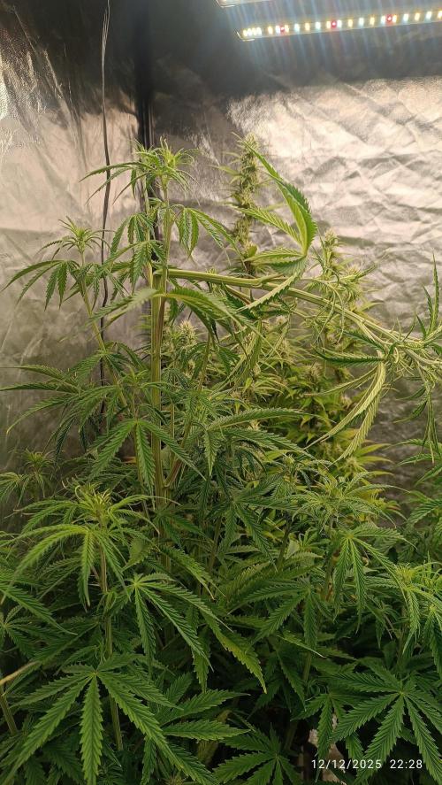 Runtz korngarden Shop. Week 6