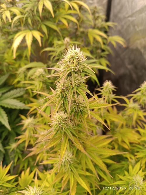 Frostbanger auto. Week 7